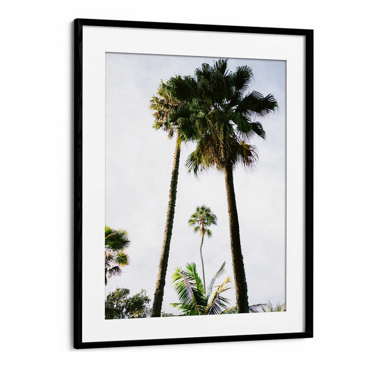 FIND ME UNDER THE PALM TREE , PHOTOGRAPHY PRINTS