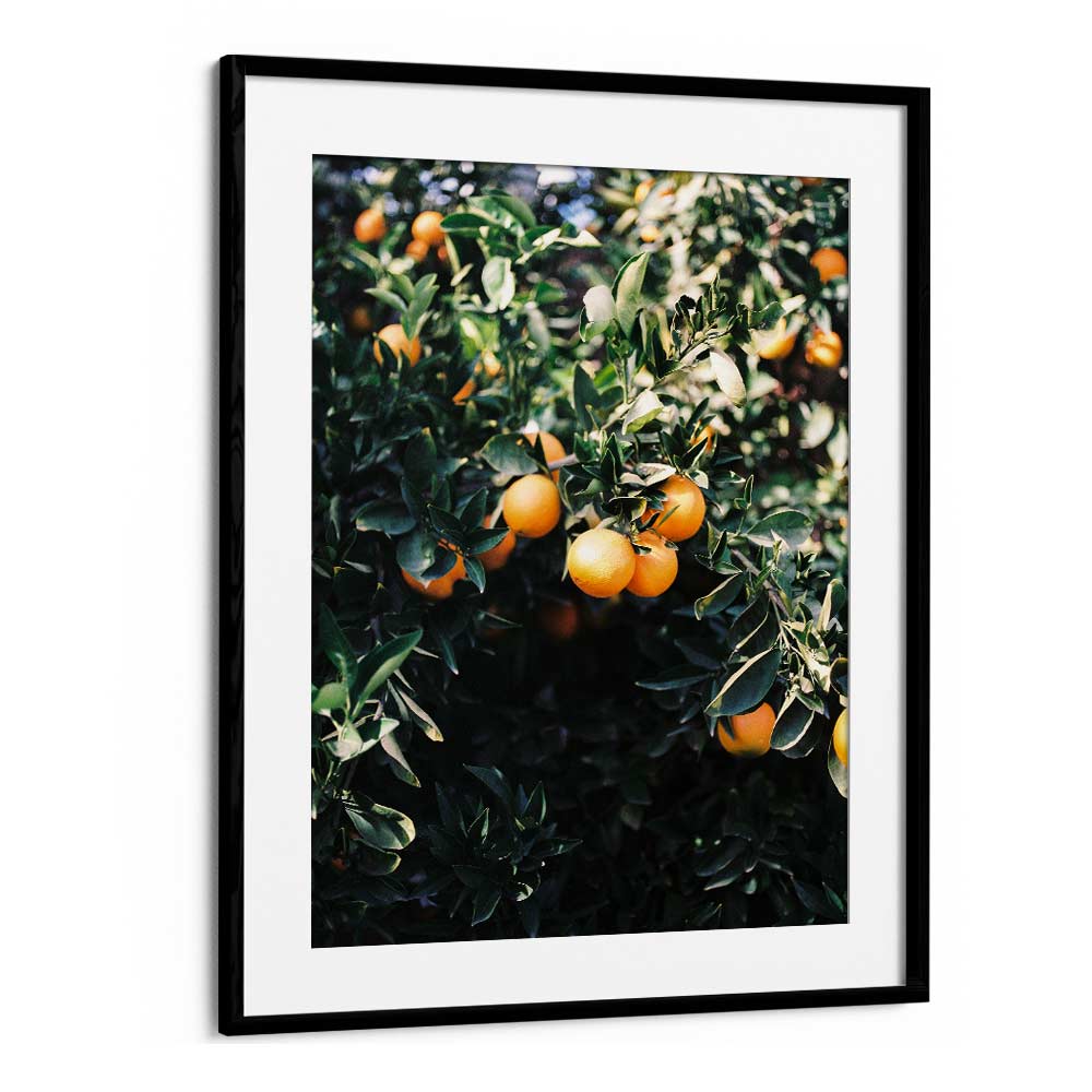 MARRAKESH ORANGES , PHOTOGRAPHY PRINTS