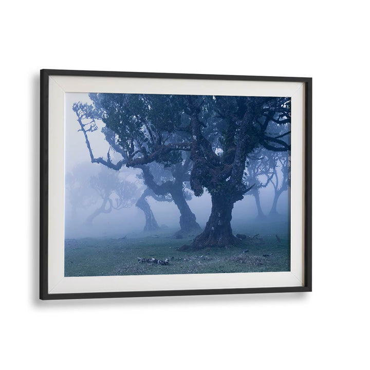 BLUE WOODS BY STEFAN HEFELE , LANDSCAPE PHOTO PRINTS