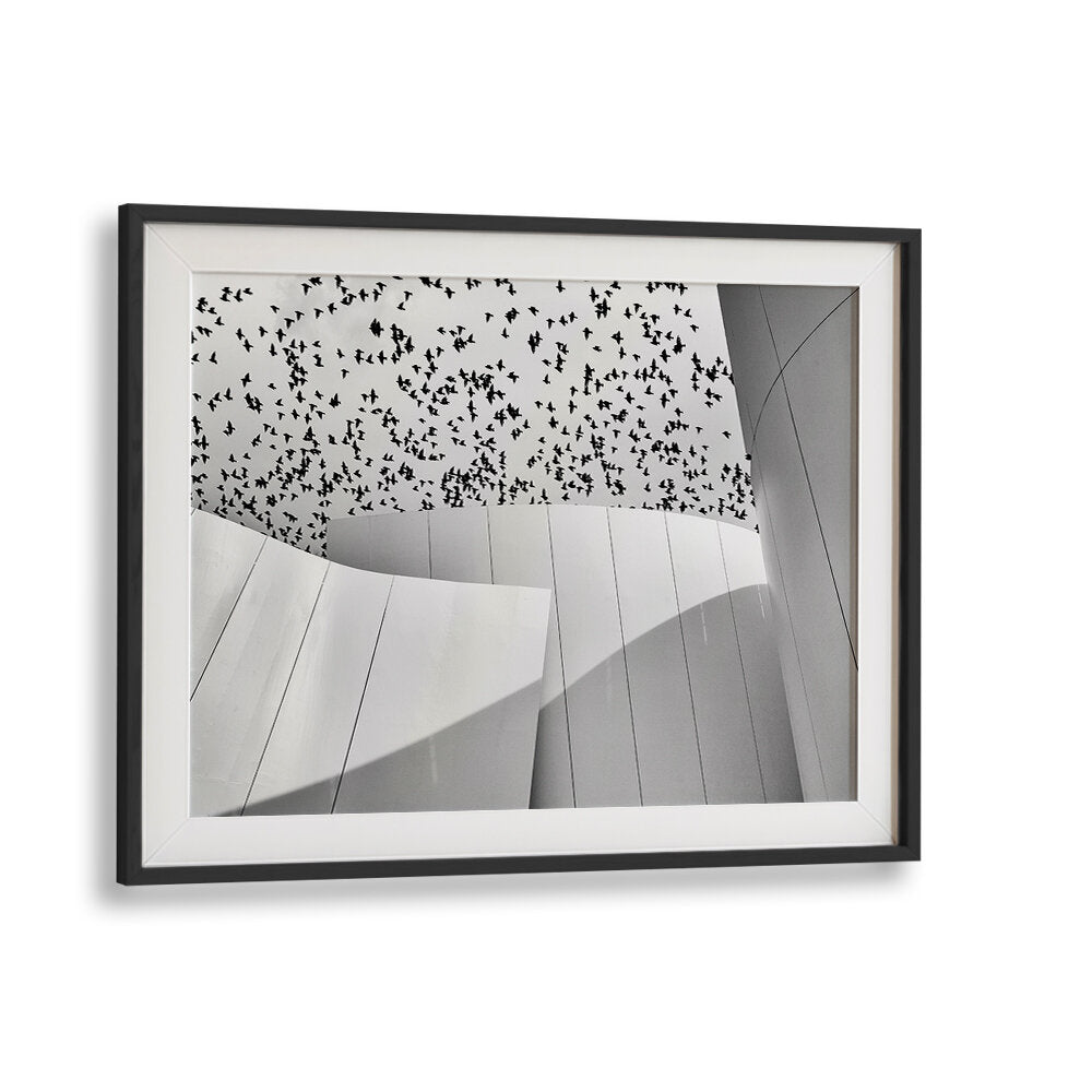 BIRDS , PHOTOGRAPHY PRINTS