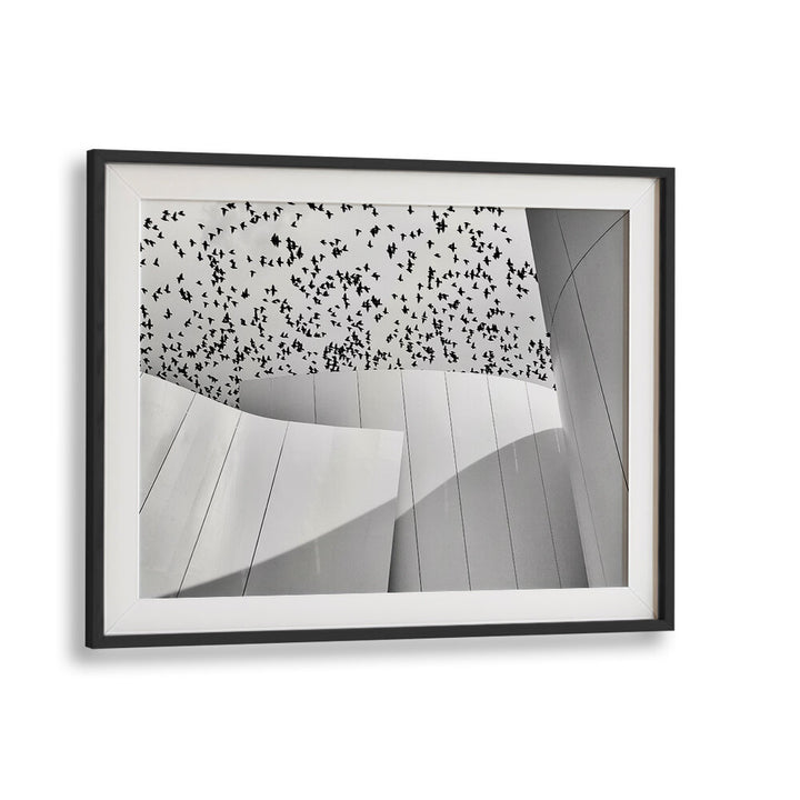 BIRDS , PHOTOGRAPHY PRINTS