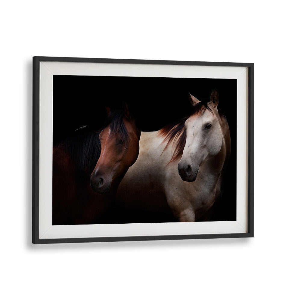CAVALLI , PHOTOGRAPHY PRINTS