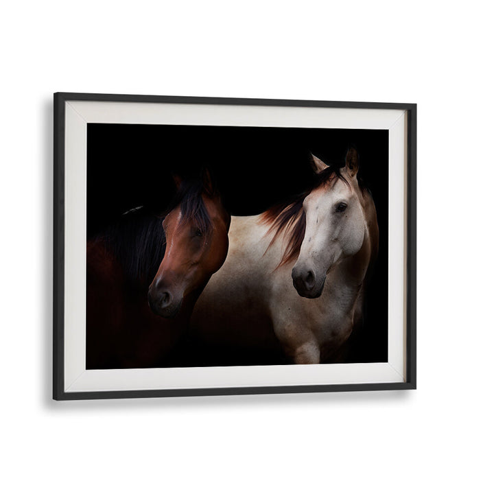 CAVALLI , PHOTOGRAPHY PRINTS