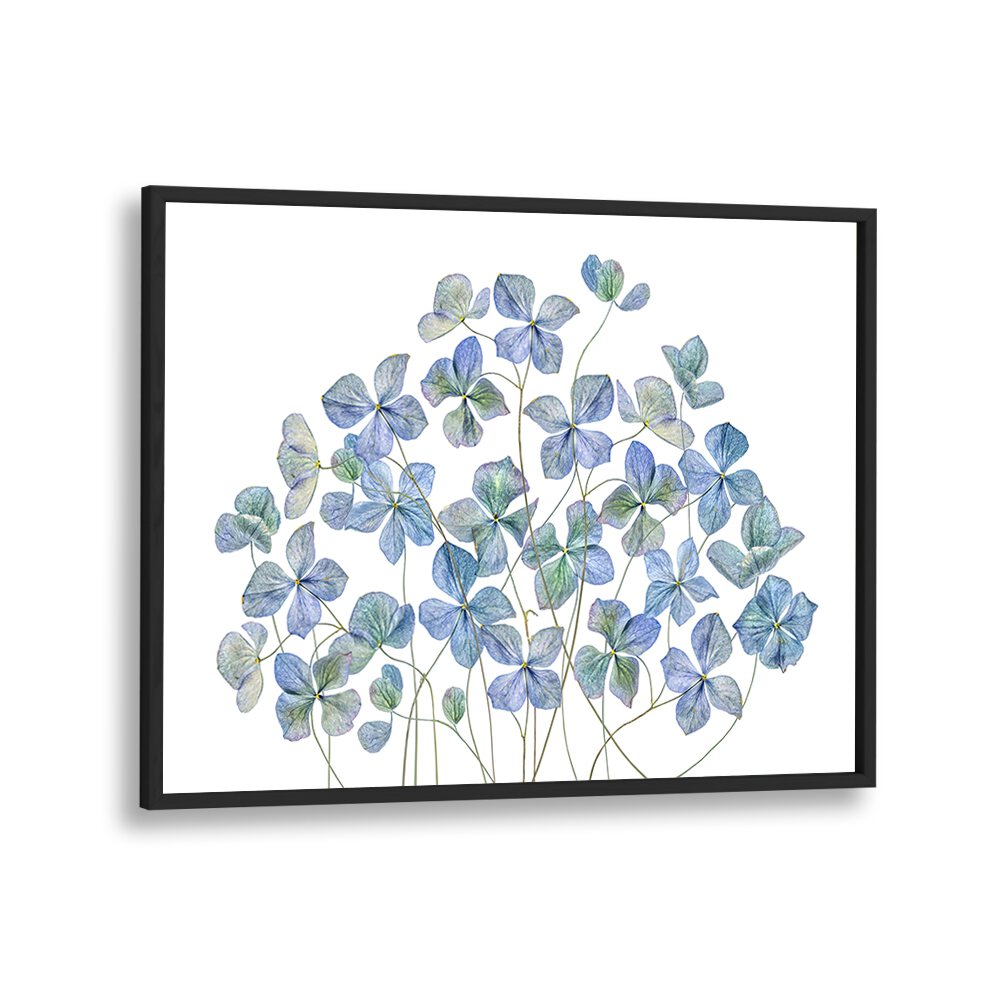 Vibrant HYDRANGEA, FLORAL FLOWER PAINTINGS bring elegance and charm to any space with lifelike beauty.