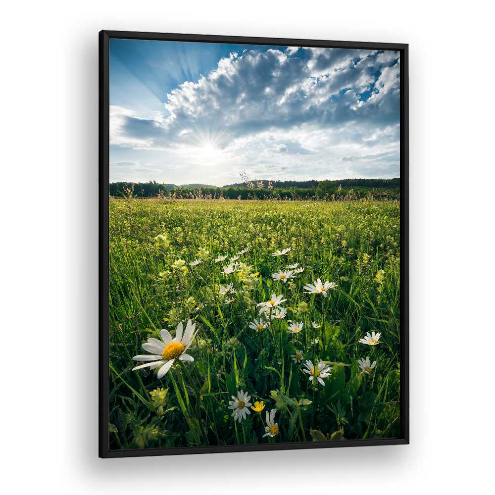 FLOWERING MEADOW BY STEFAN HEFELE , LANDSCAPE PHOTO PRINTS