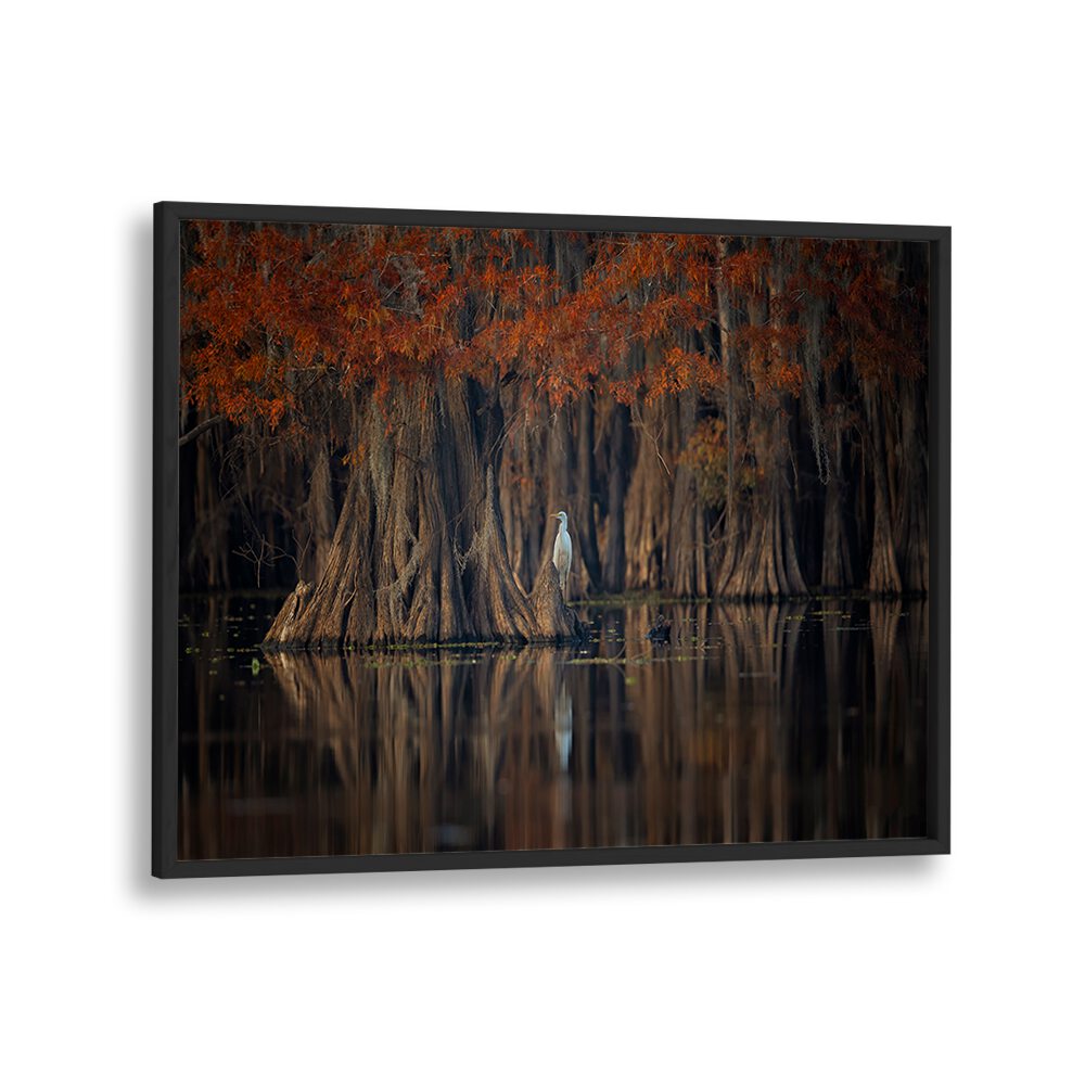 Serene cypress trees reflected in the water, showcasing TRANQUIL LAKE, PHOTOGRAPHY PRINTS for peaceful decor.