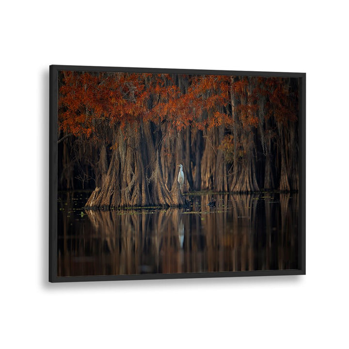 Serene cypress trees reflected in the water, showcasing TRANQUIL LAKE, PHOTOGRAPHY PRINTS for peaceful decor.