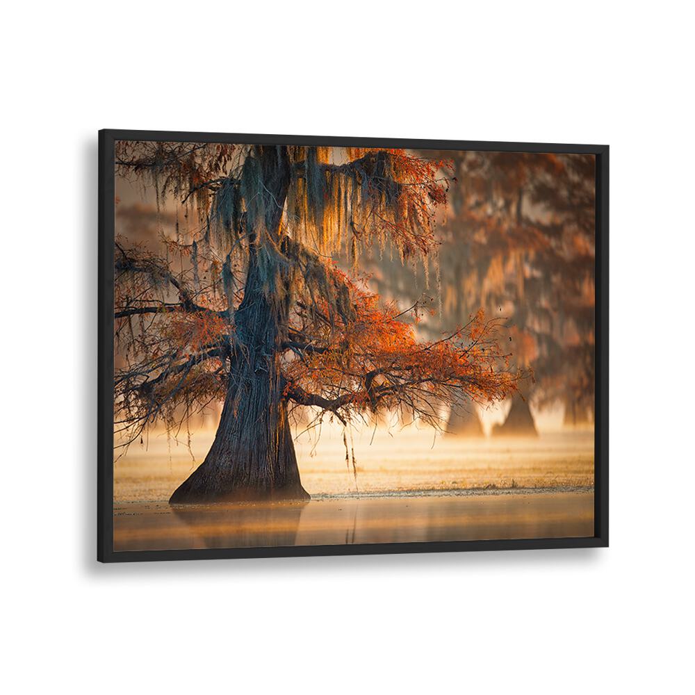 A CYPRESS IN FALL WATER BY MICHAEL ZHENG , LANDSCAPE PHOTO PRINTS