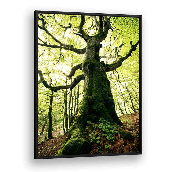 ENT BY STEFAN HEFELE , LANDSCAPE PHOTO PRINTS