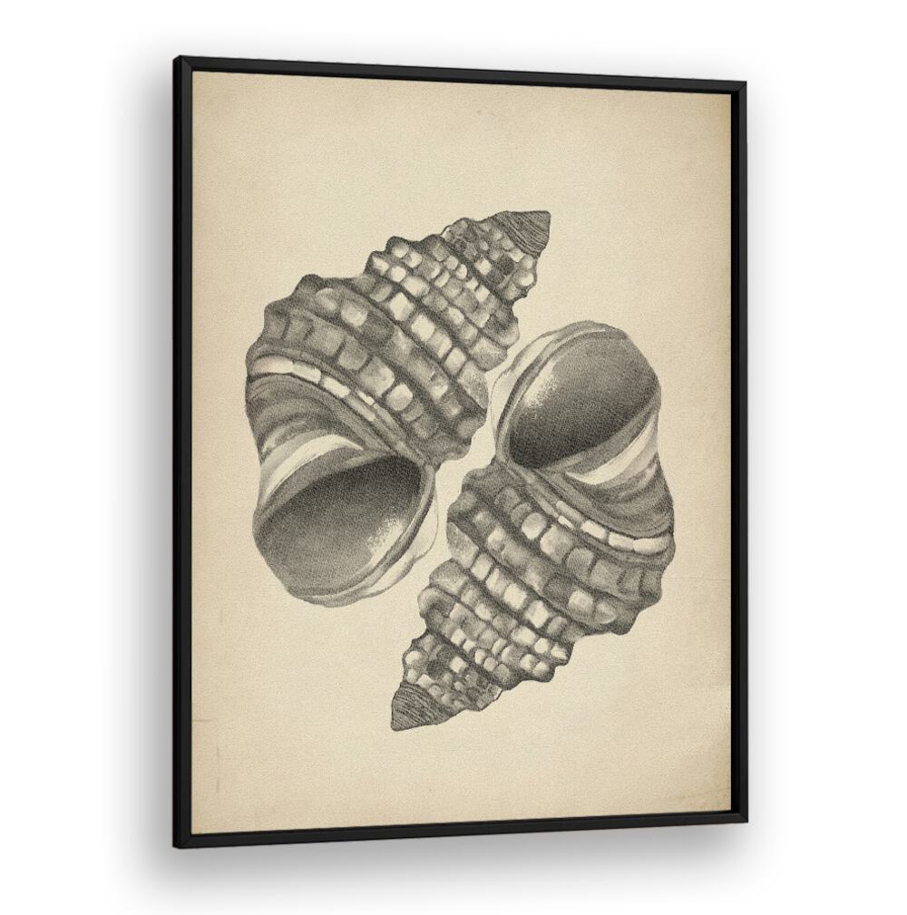 Elegant SEASHELLS II, BEACH PAINTINGS showcasing intricate seashells, perfect for coastal-inspired home decor.