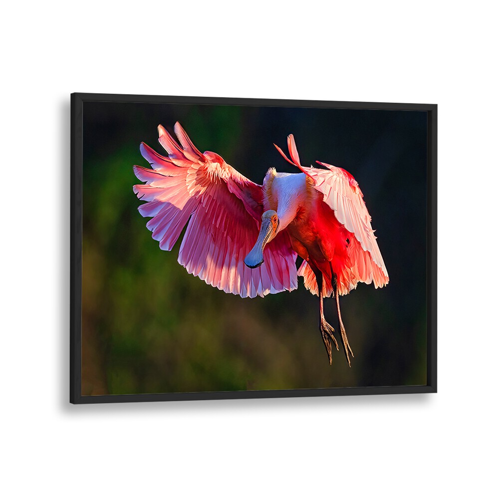 Stunning ROSEATE SPOONBILL , PHOTOGRAPHY PRINTS showcasing vibrant colors and elegance in nature's beauty.