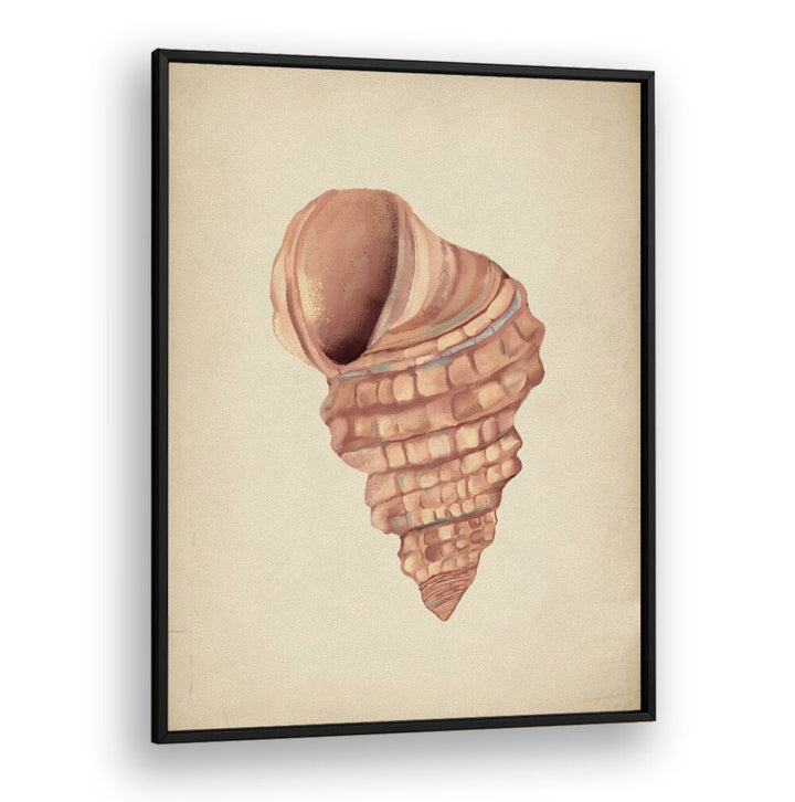 Elegant PINK SEASHELLS, BEACH PAINTINGS showcase coastal beauty, perfect for transforming any space into a serene paradise.