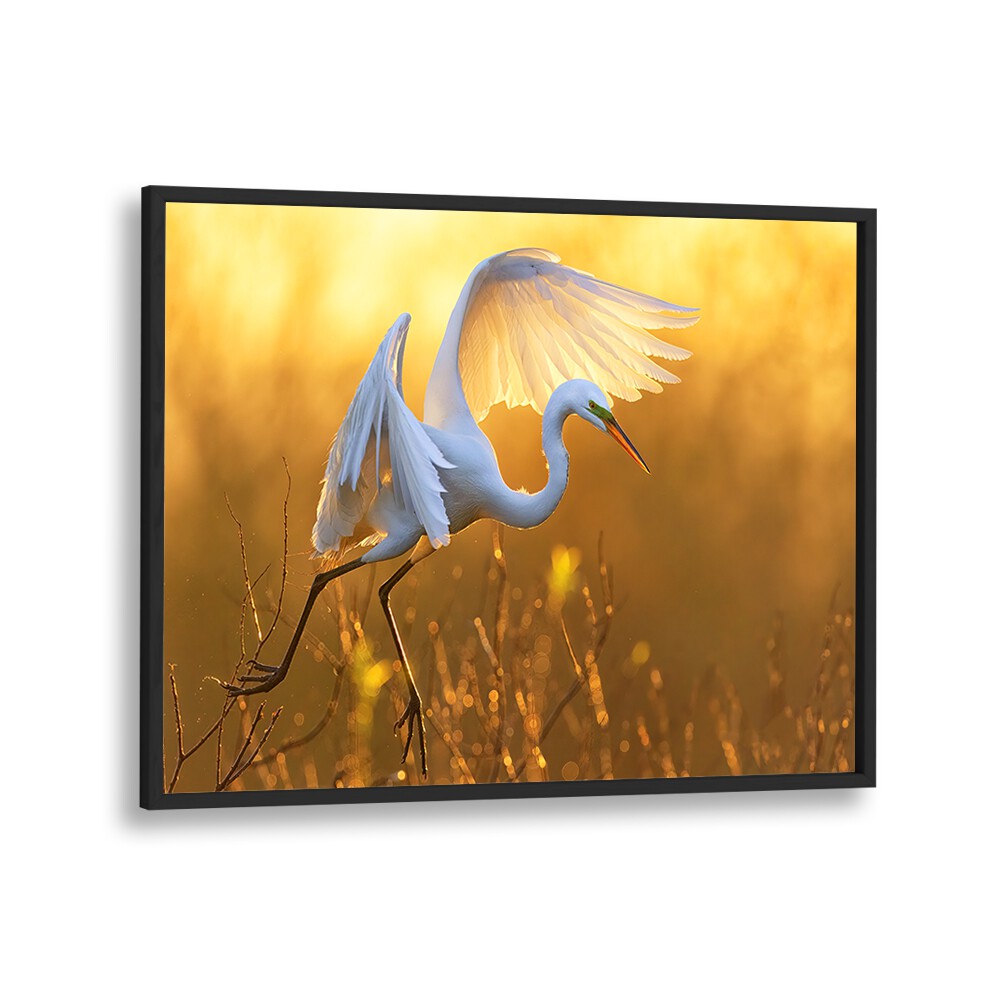 MORNING EGRET BY MICHAEL ZHENG , LANDSCAPE PHOTO PRINTS