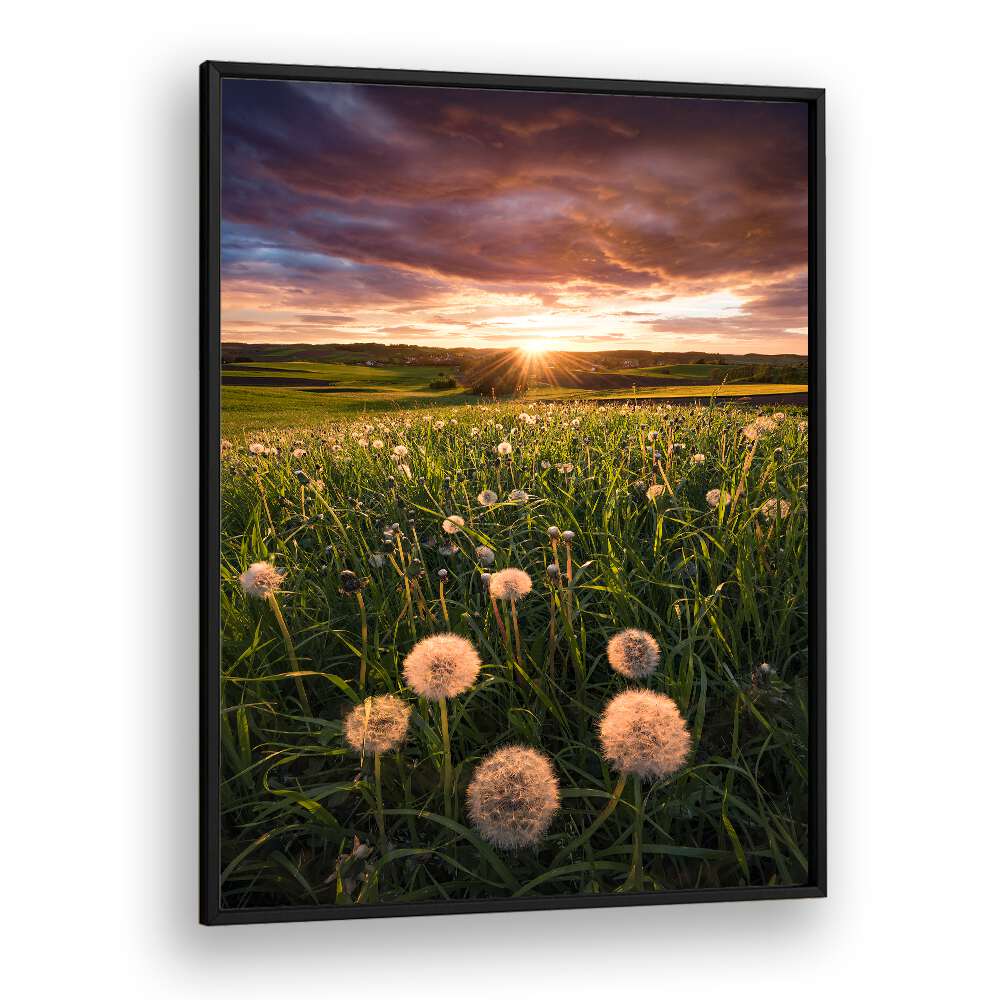 POPPY WORLD BY STEFAN HEFELE , LANDSCAPE PHOTO PRINTS