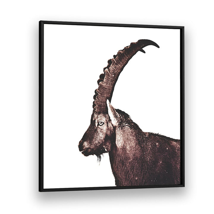 Stunning Capricorn in Snow, Animal Paintings showcasing majestic wildlife in a serene winter landscape.