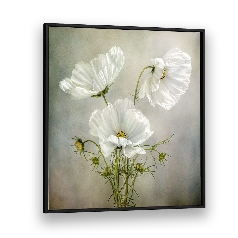 Delicate white flowers in "COSMOS CHARM, FLORAL FLOWER PAINTINGS" capture celestial beauty and elegance.