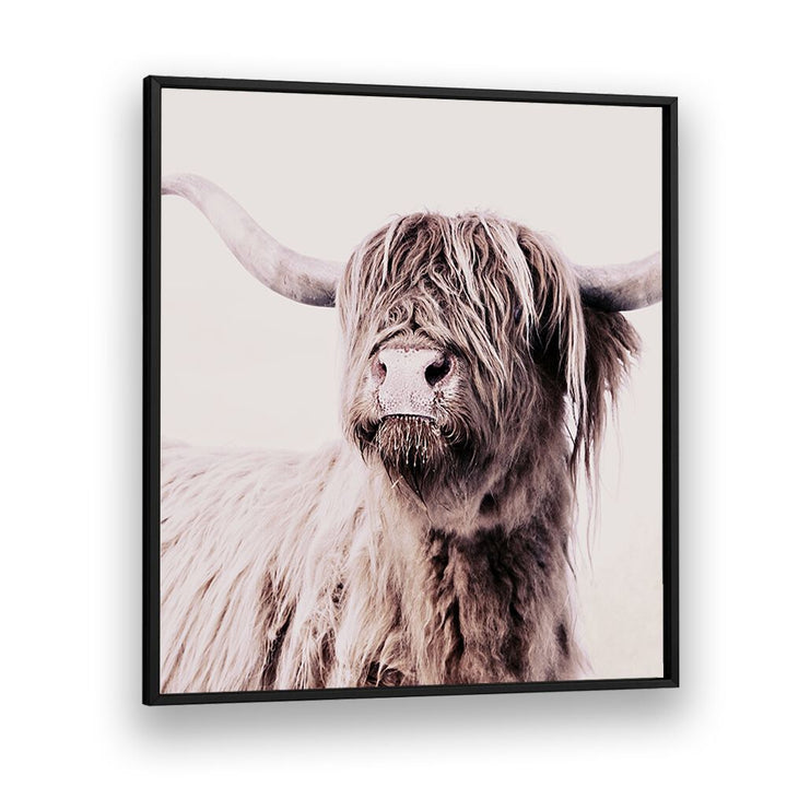 Stunning Highland Cattle, Animal Paintings capturing wildlife's essence—perfect for art lovers and home decor.