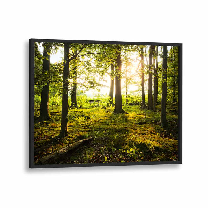 SUMMER IN THE WOODS BY STEFAN HEFELE , LANDSCAPE PHOTO PRINTS