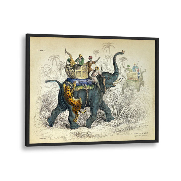 HISTORY OF THE PACHYDERMES