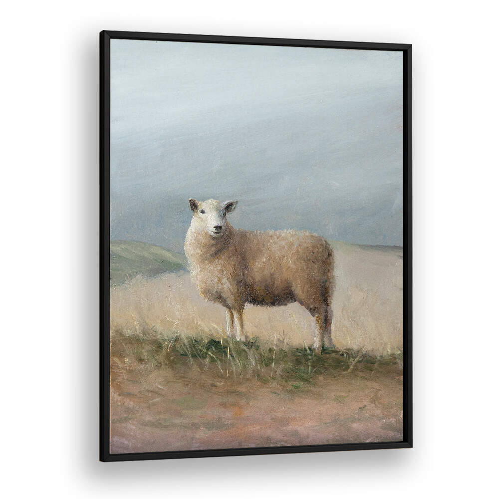SHEEP STUDY