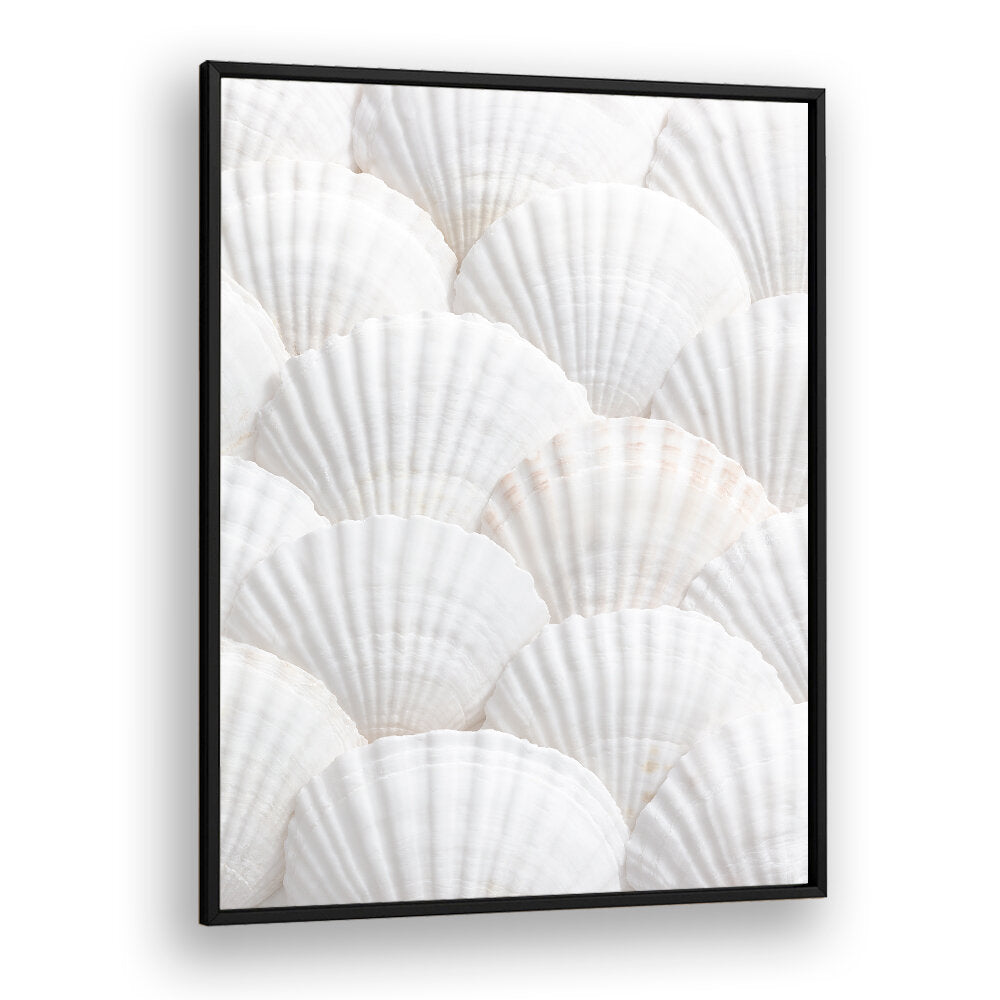 SHELLS III, BEACH PAINTINGS showcase elegant white shells, perfect for adding coastal charm to your home décor.