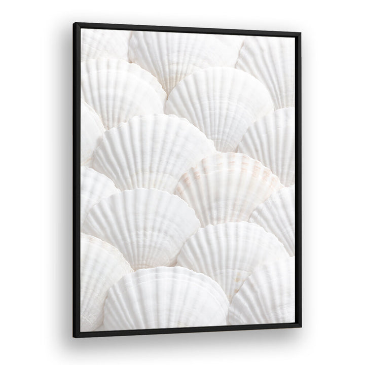 SHELLS III, BEACH PAINTINGS showcase elegant white shells, perfect for adding coastal charm to your home décor.