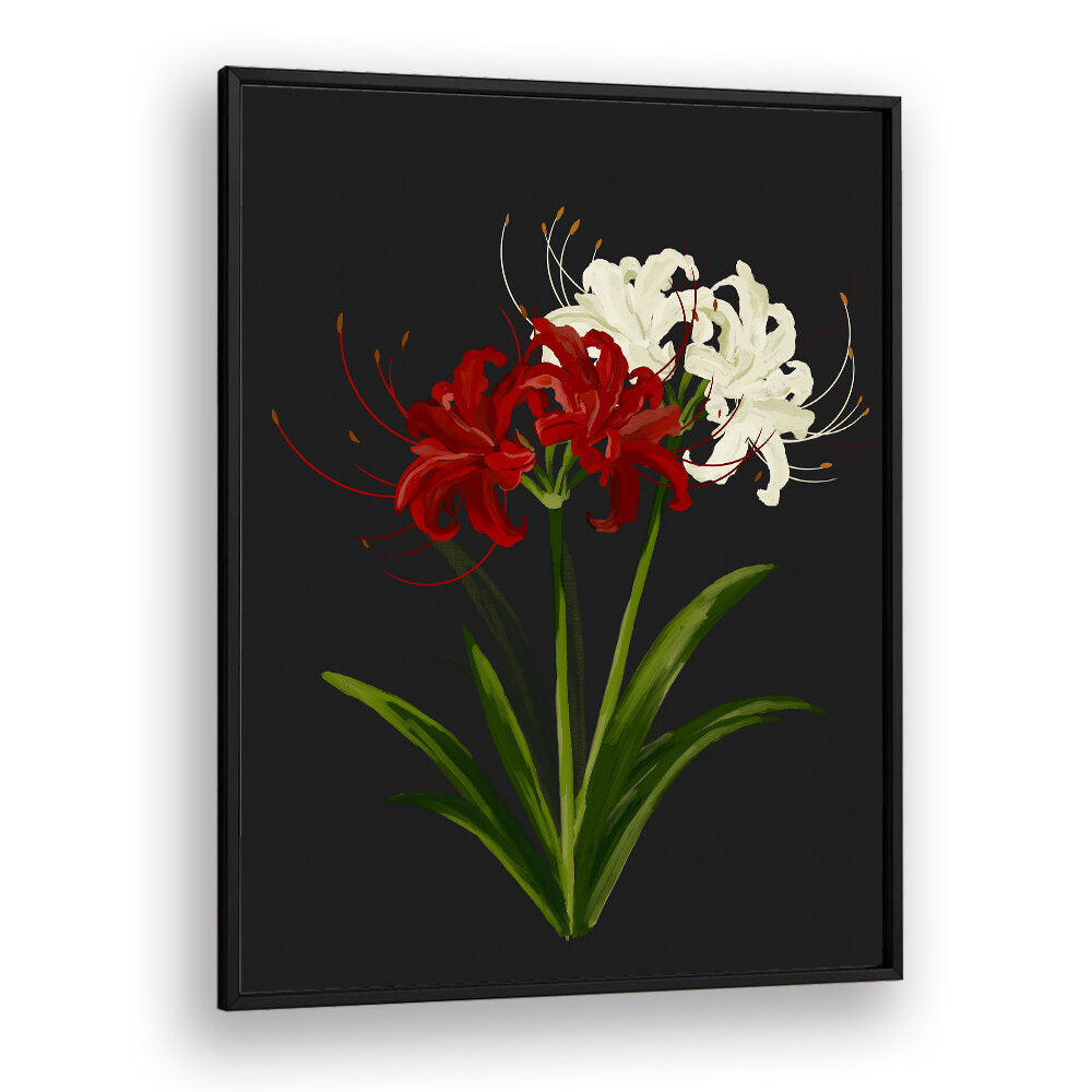 RED WHITE SPIDER LILIES