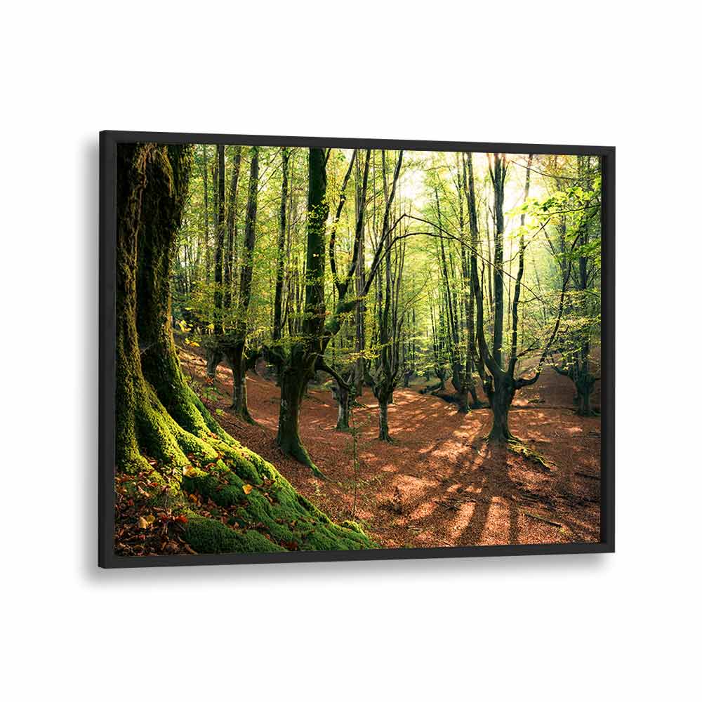 FOREST LOVE , LANDSCAPE PHOTO PRINTS