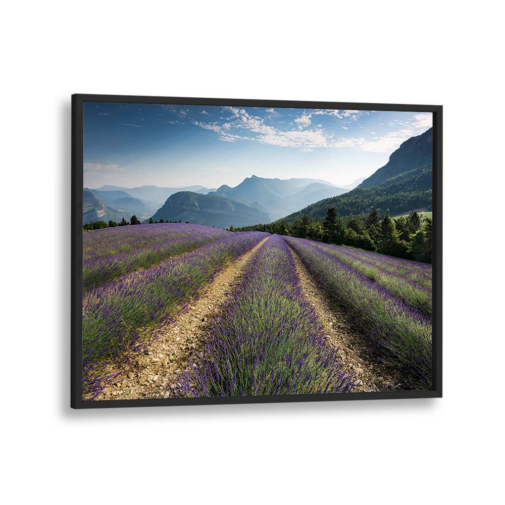 LAVENDER HILLS BY STEFAN HEFELE , LANDSCAPE PHOTO PRINTS