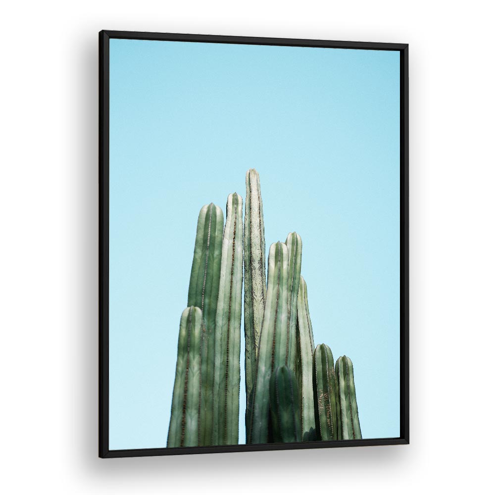 CACTI BY RAISA ZWART , LANDSCAPE PHOTO PRINTS