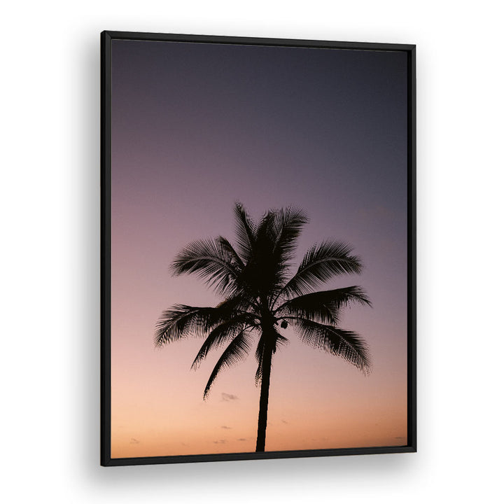 COSTA RICA PALM TREE BY RAISA ZWART , LANDSCAPE PHOTO PRINTS