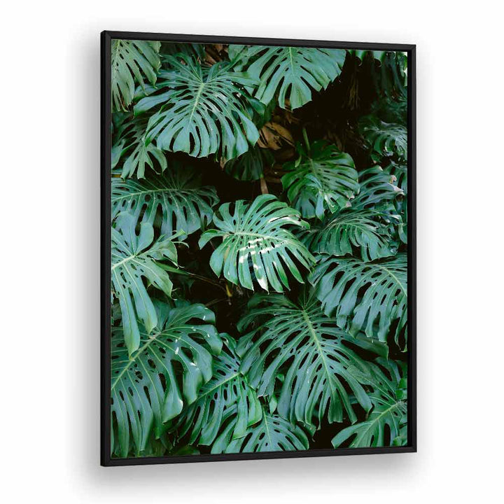 MONSTERA WALL IN LISBON , PHOTOGRAPHY PRINTS