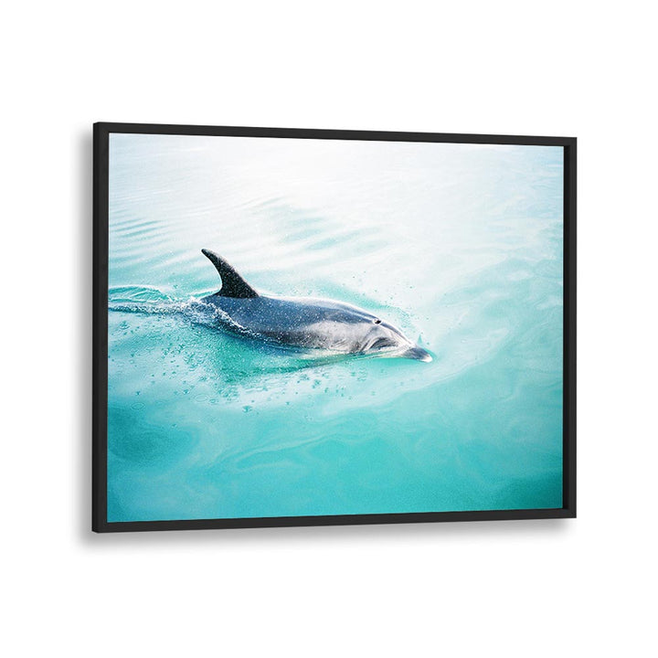 DOLPHIN N.Z. NORTHERN , LANDSCAPE PHOTO PRINTS , LANDSCAPE PHOTOGRAPHY