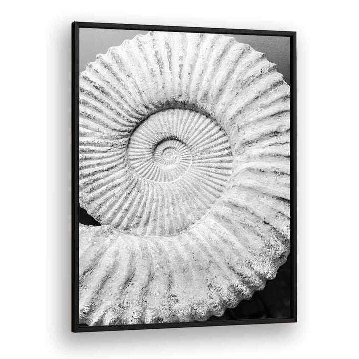BLACKPLAIN framed black-and-white fossil spiral wall art titled ANCIENT SPIRAL DREAMS , BEACH PAINTINGS