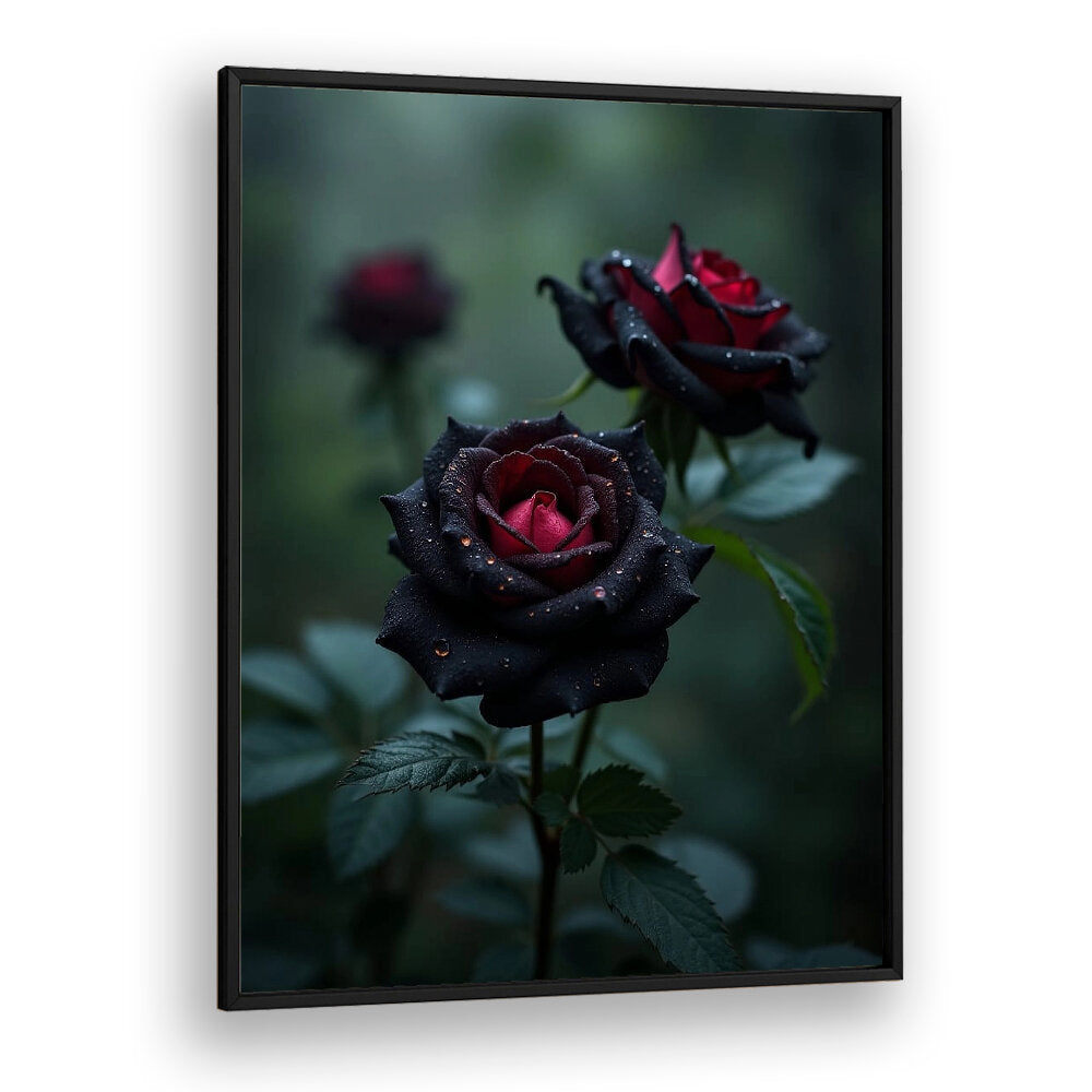 BLACK ROSES