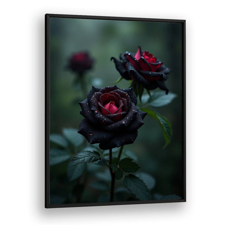 BLACK ROSES