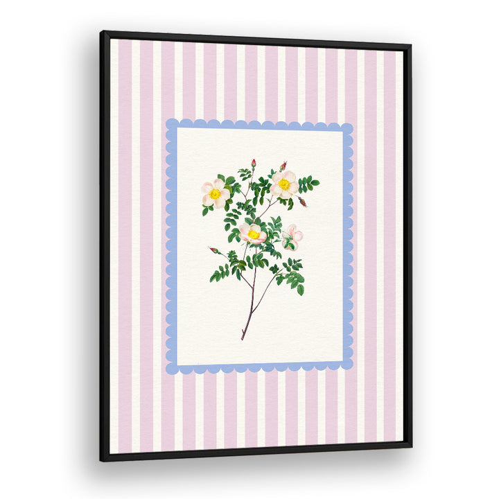 BLUSH WILD ROSE STUDY