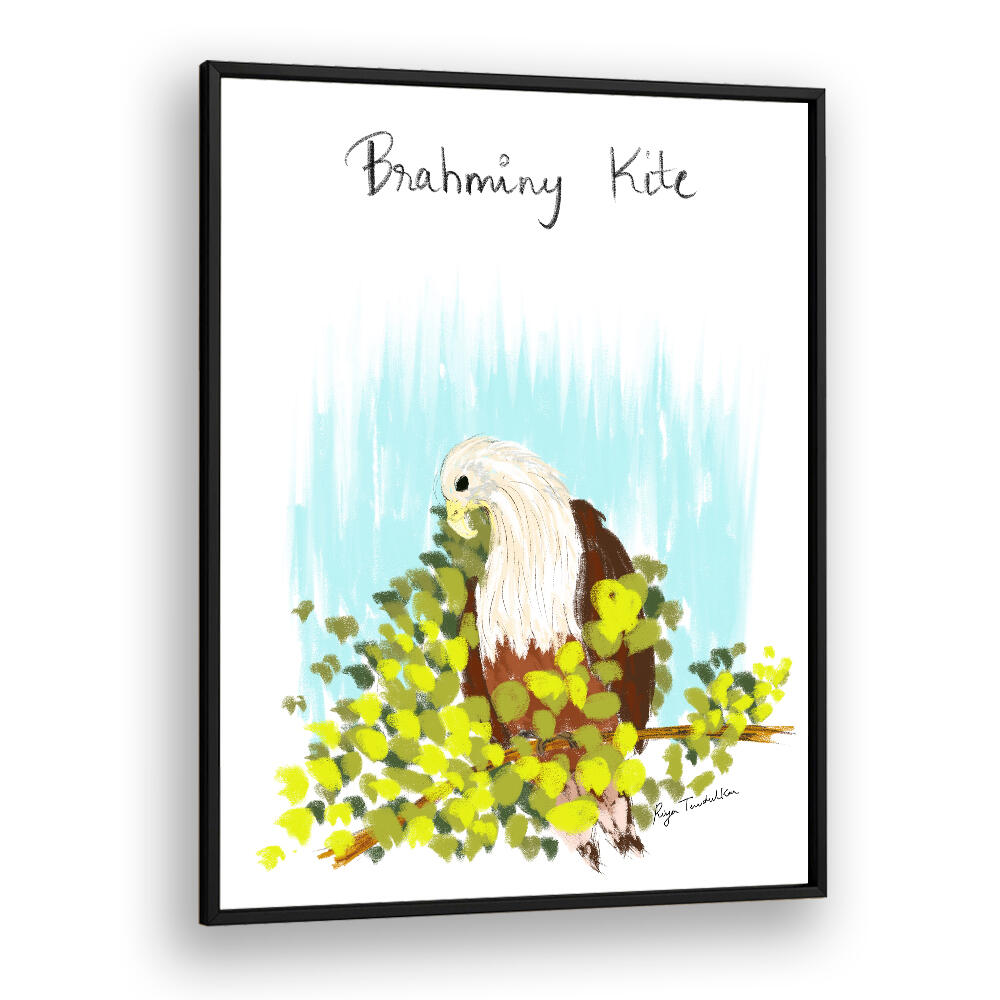 BRAHMINI KITE