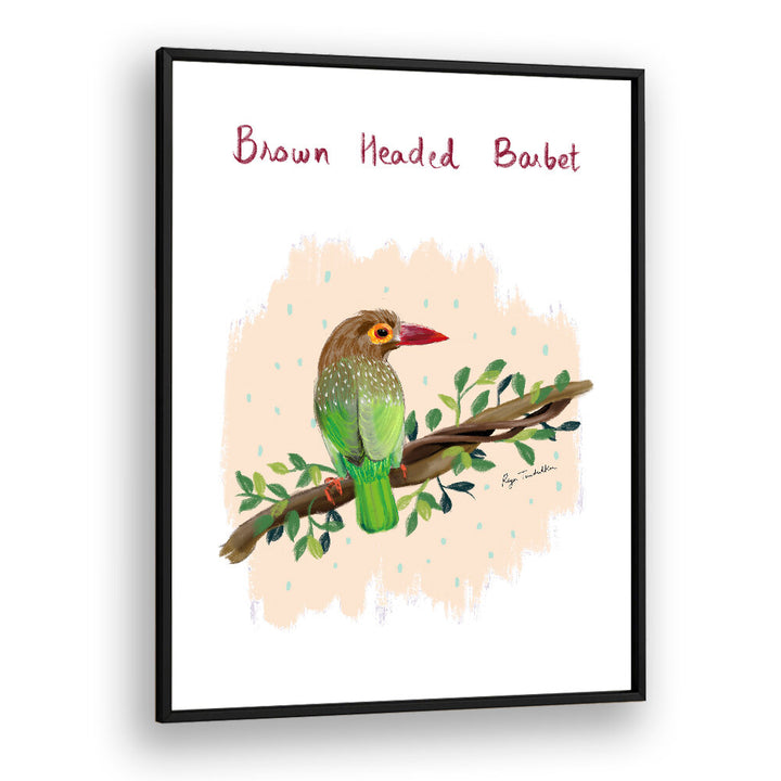 BROWN HEADED BARBET