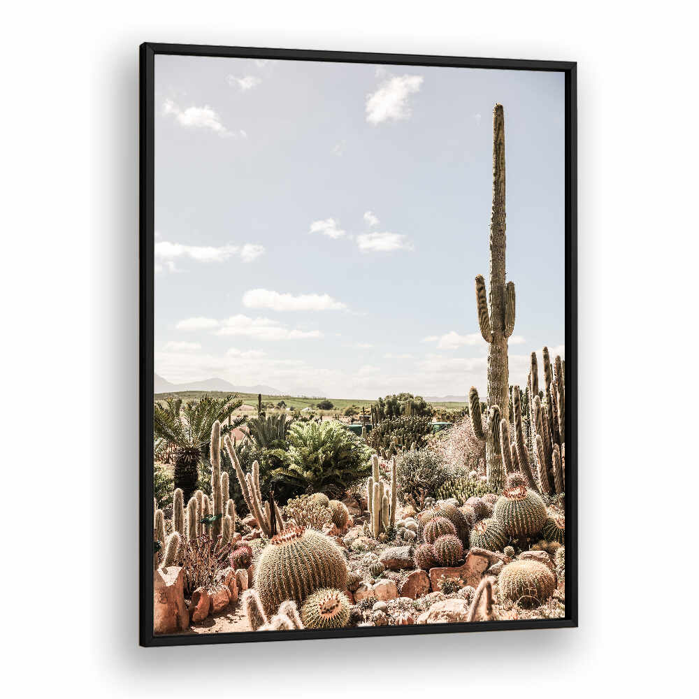 DESERT SYMPHONY , COWBOY framed Blackplain print of sunlit cactus landscape and saguaro with barrel cacti