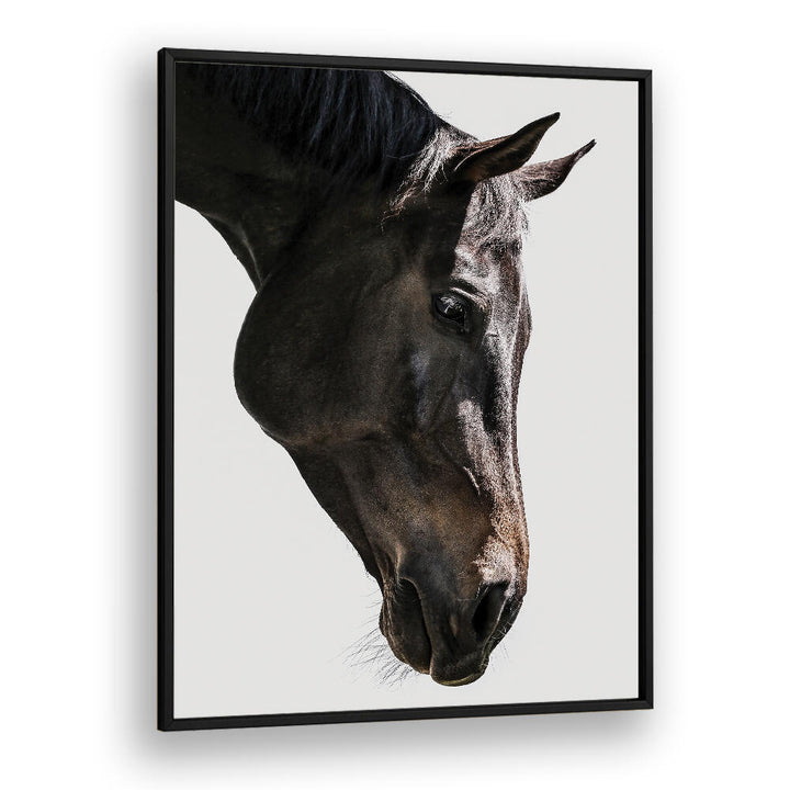 BLACKPLAIN GENTLE EQUINE GAZE , ANIMAL PAINTINGS: close-up minimalist framed black horse head portrait with soft gaze
