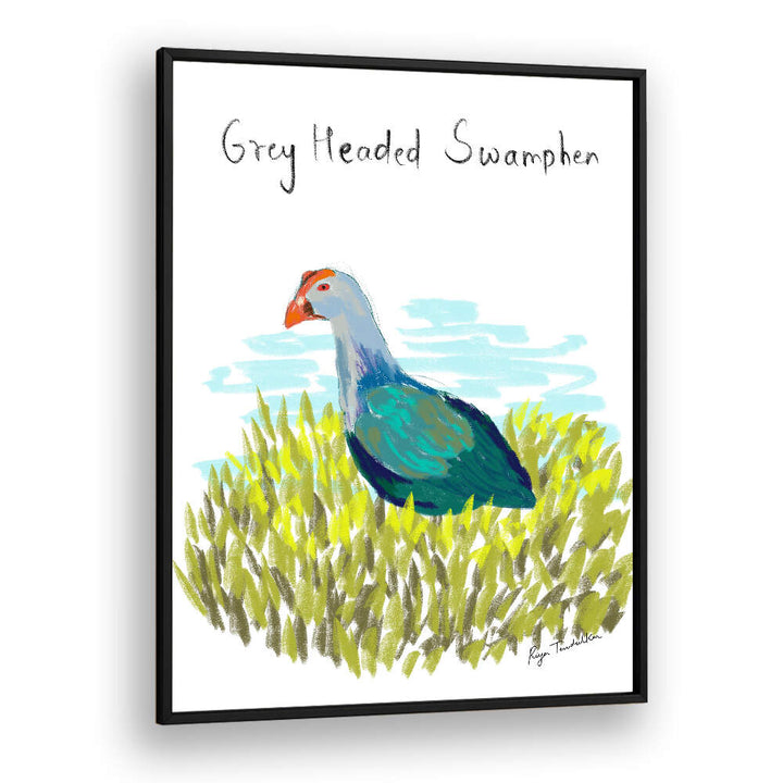 GREY HEADED SWAMPHEN