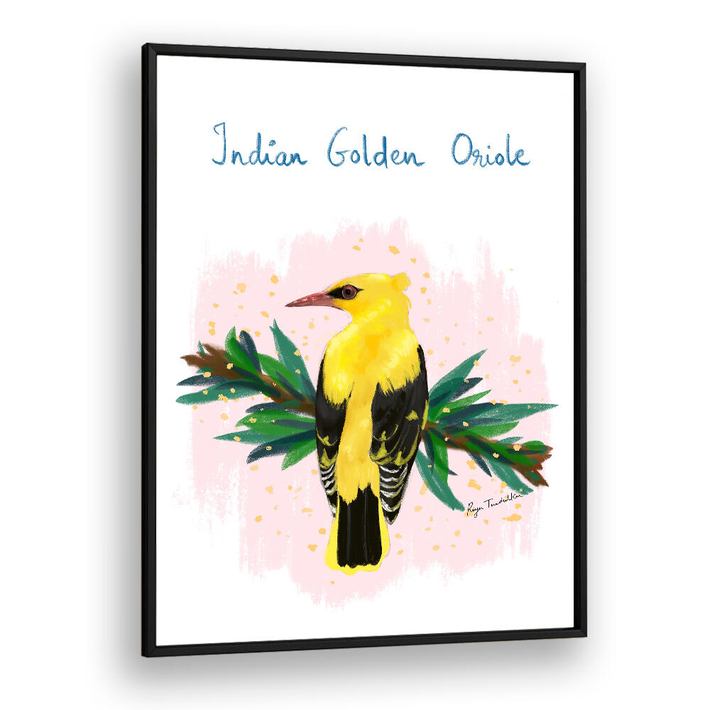 INDIAN GOLDEN ORIOLE