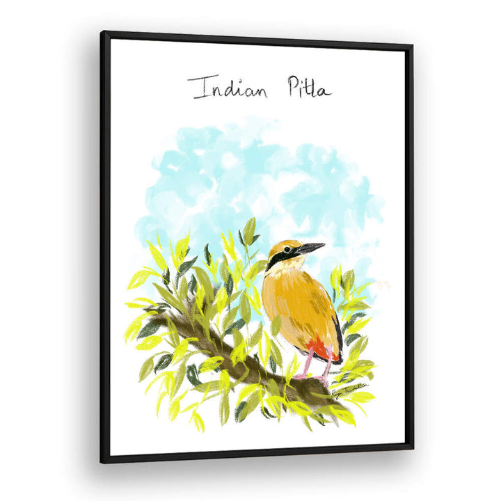 INDIAN PITTA