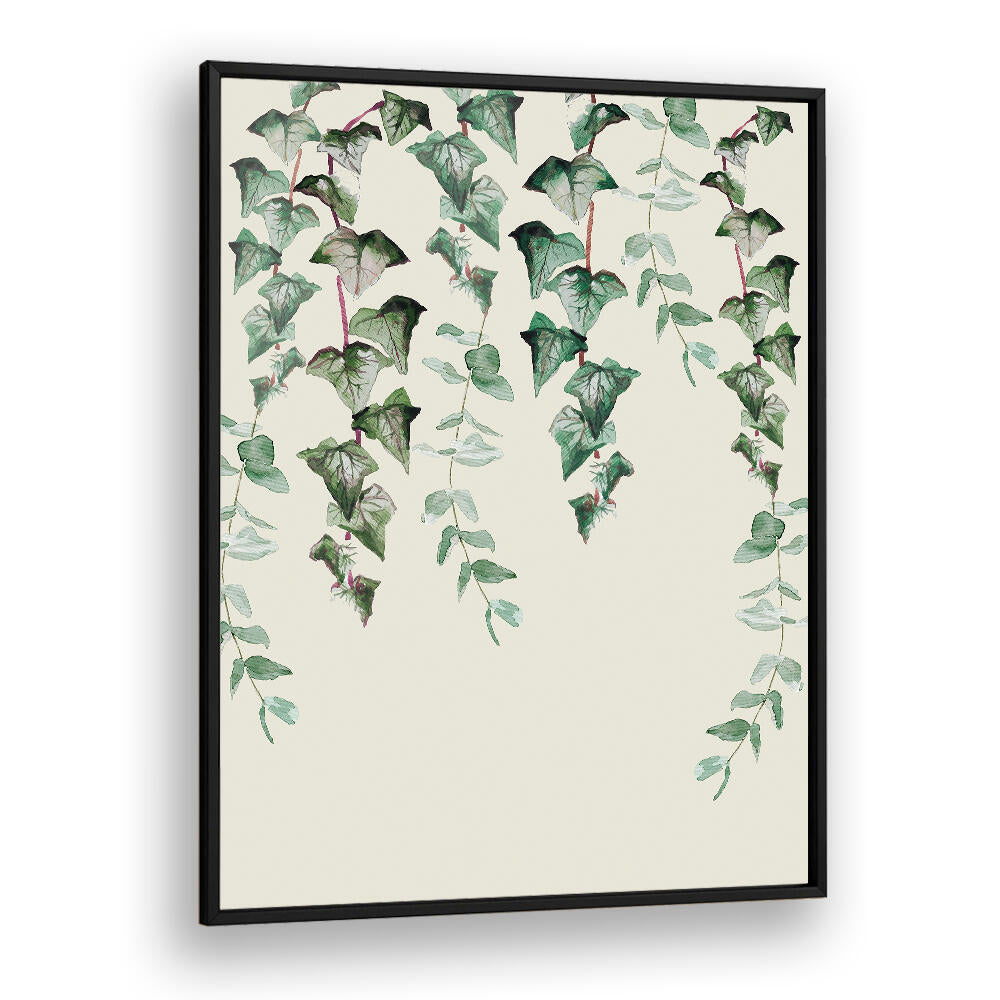 IVY Y EUCALYPTUS