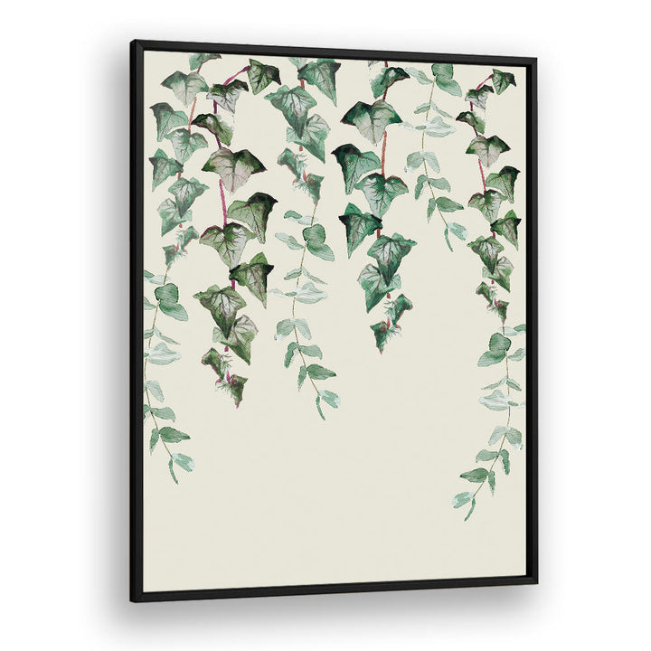 IVY Y EUCALYPTUS