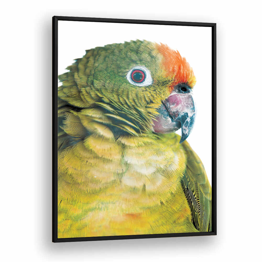 PARROT GLANCE , ANIMAL PAINTINGS — BlackPlain framed close-up parrot portrait with vibrant green-yellow feathers and orange crown