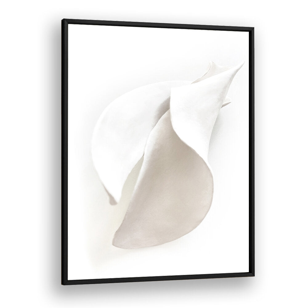 PETAL'S SILENCE , ORGANIC FORMS