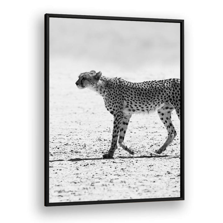 BLACKPLAIN framed black-and-white cheetah print titled SILENT PURSUIT , ANIMAL PAINTINGS