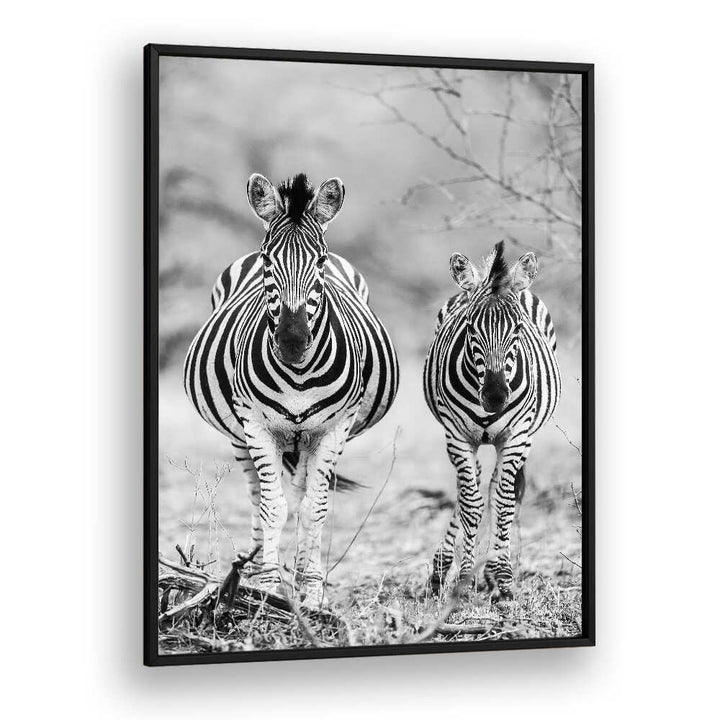 BLACKPLAIN STRIPED HORSE , ANIMAL PAINTINGS: black-and-white framed zebra pair standing on savanna